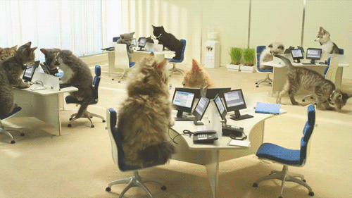 cats computers funny gif