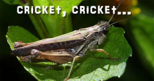 cricket cricket