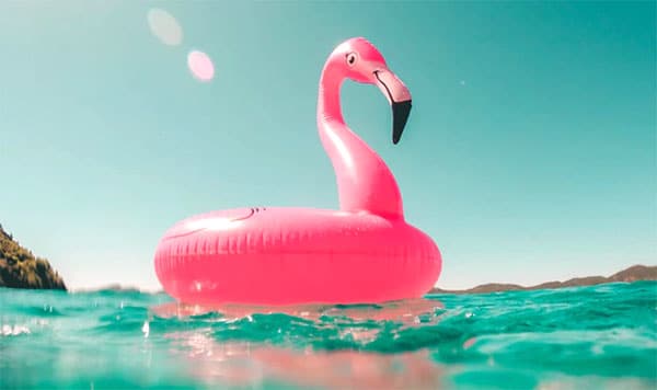 summer flamingo