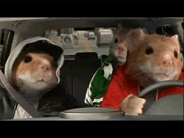 kia hamsters driving