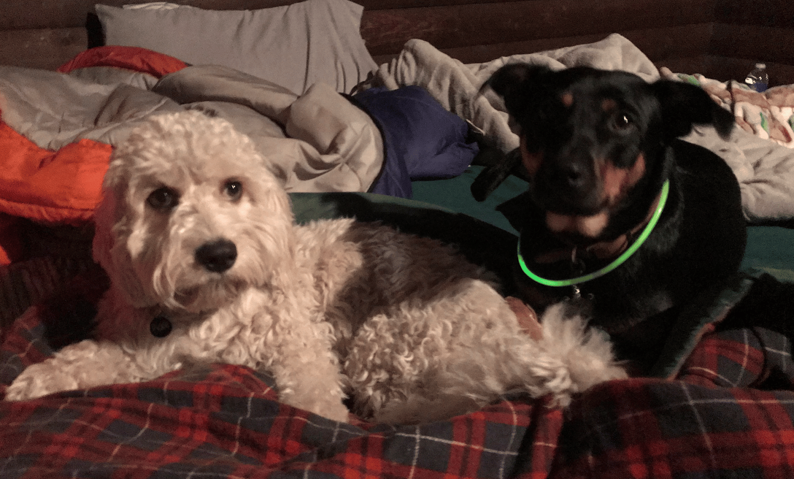   dois cachorros em uma cama