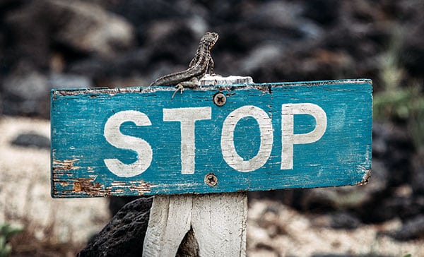 stop sign lizard
