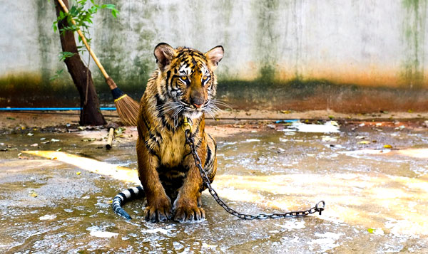 tiger chained up